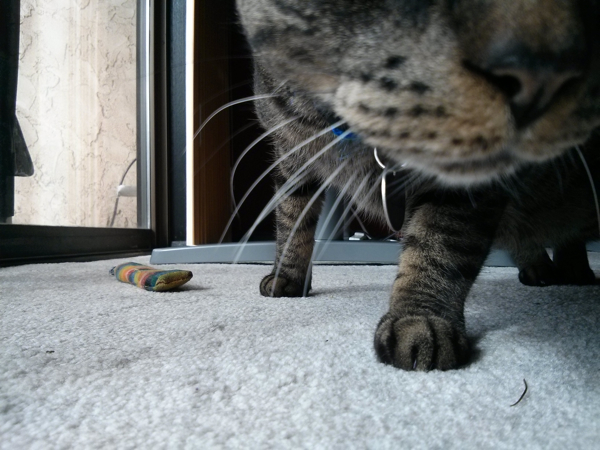 A close up of a cat's nose. 