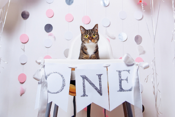 A cat celebrating his first birthday.