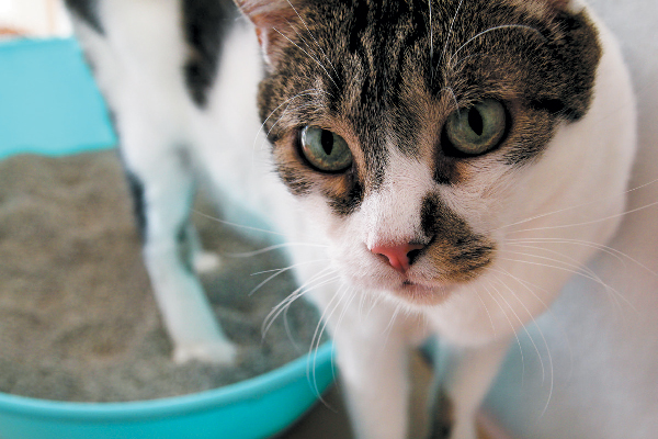 A cat looking up from his litter box.