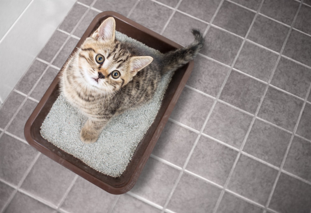 Cat on top of clay cat litter