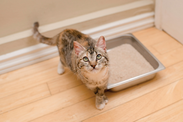 A cat staring and looking up from a litter box.