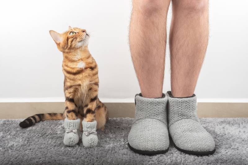 a cat with its naked owner without clothes