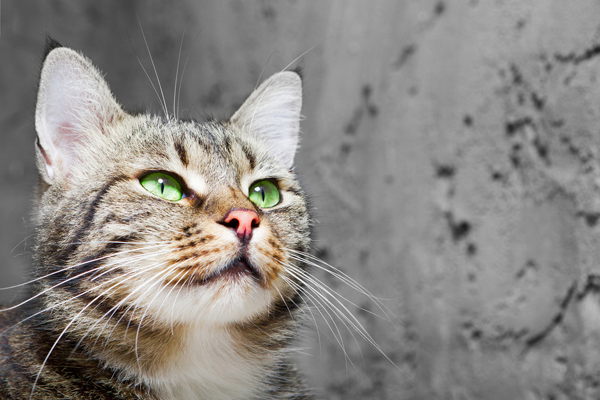 A gray cat with green eyes and great whiskers.