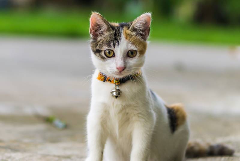 a harlequin cat outdoors wearing a collar with a bell