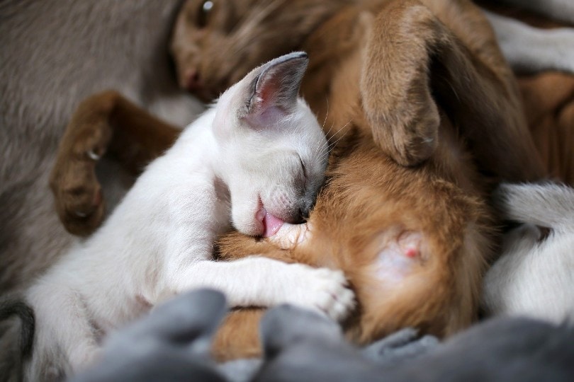 a kitten kneading on her mother