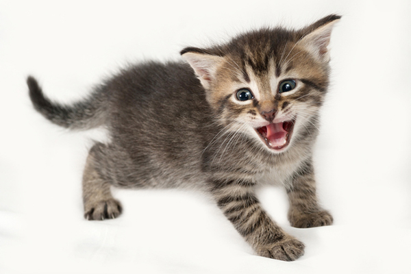 A kitten meowing. 