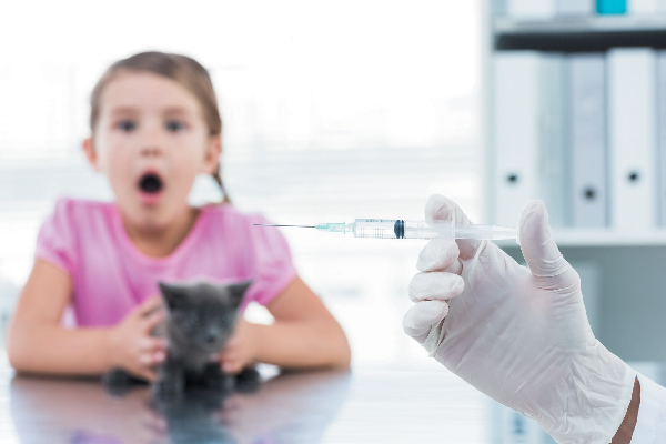 A little girl and a kitten at the vet. 