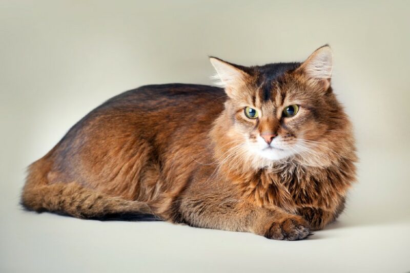 a ruddy somali cat