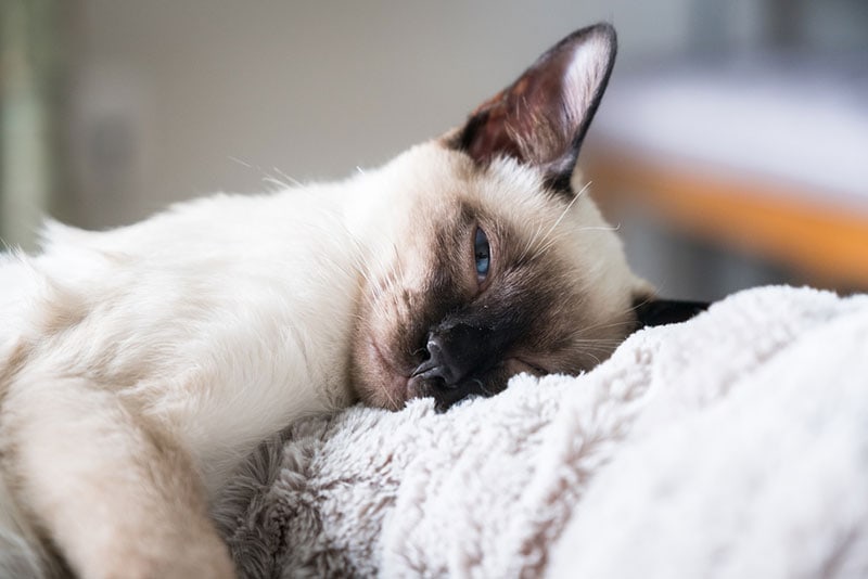 a sick balinese cat