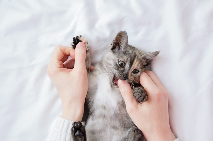 A small gray kitten in the arms of a Caucasian woman