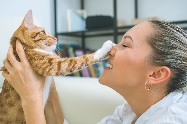 An orange cat booping a human's nose.