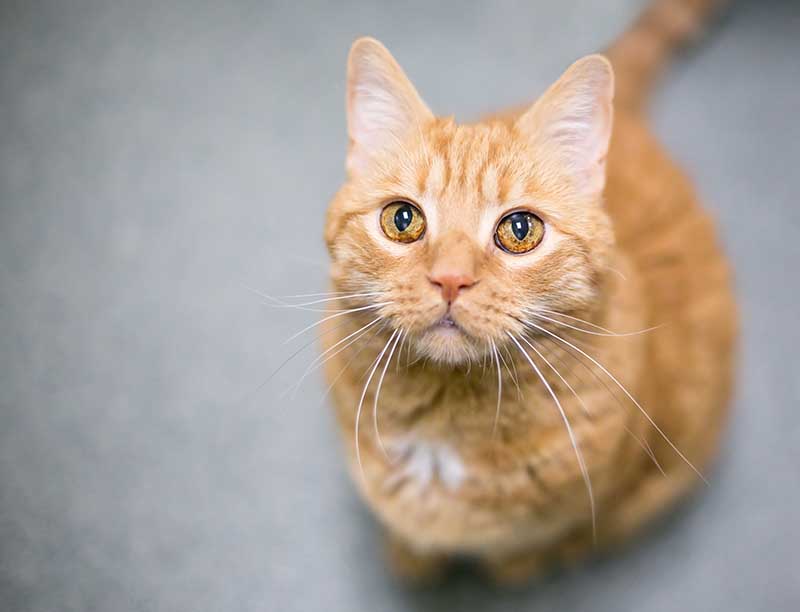 An orange tabby domestic shorthair cat with iris melanosis or hyperpigmentation in its eyes