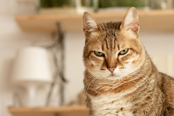 An angry cat with flattened ears.