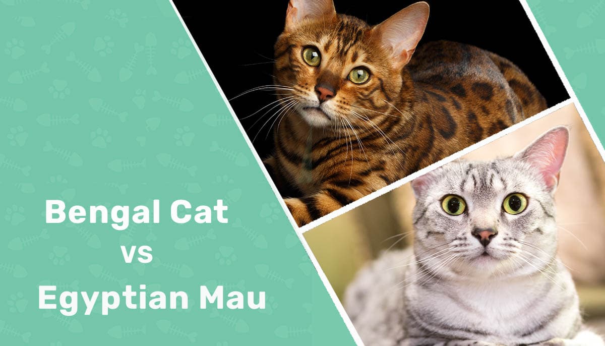 Bengal Cat vs Egyptian Mau