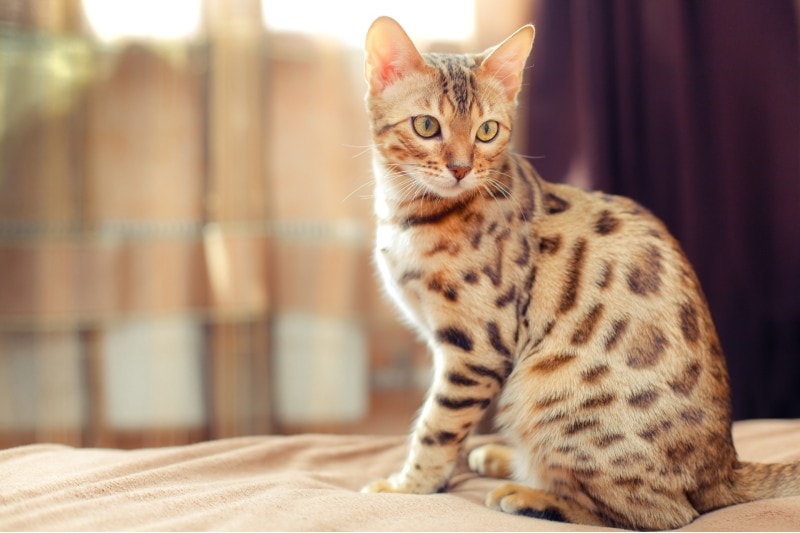 Bengal cat