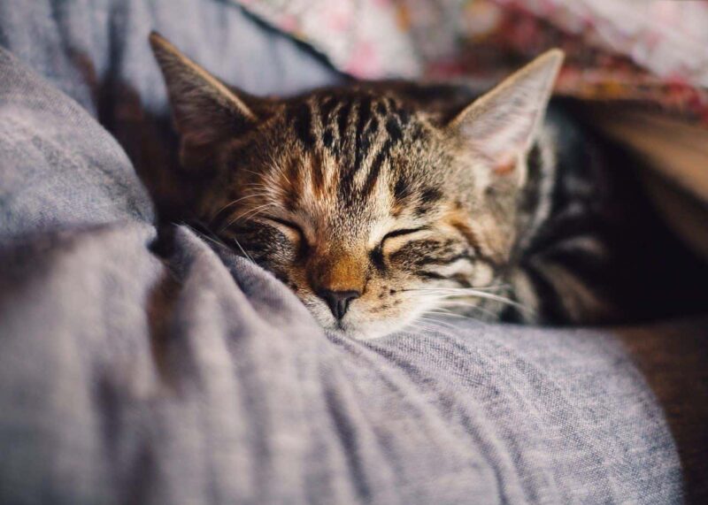 cat sleeping