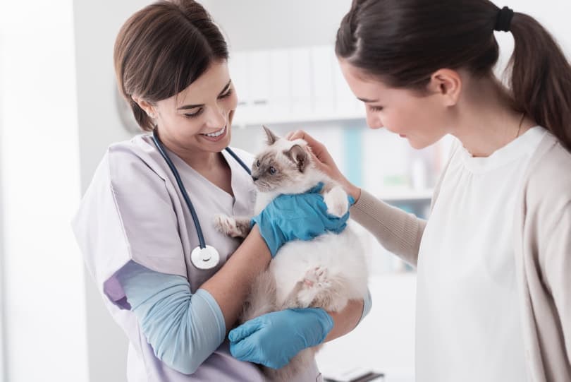 cat and vet. II_Stock-Asso_Shutterstock