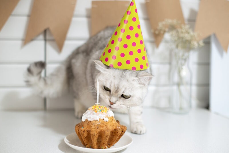 cat birthday party