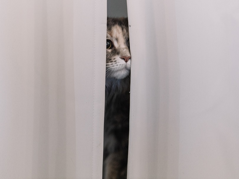 Cat hiding behind curtain