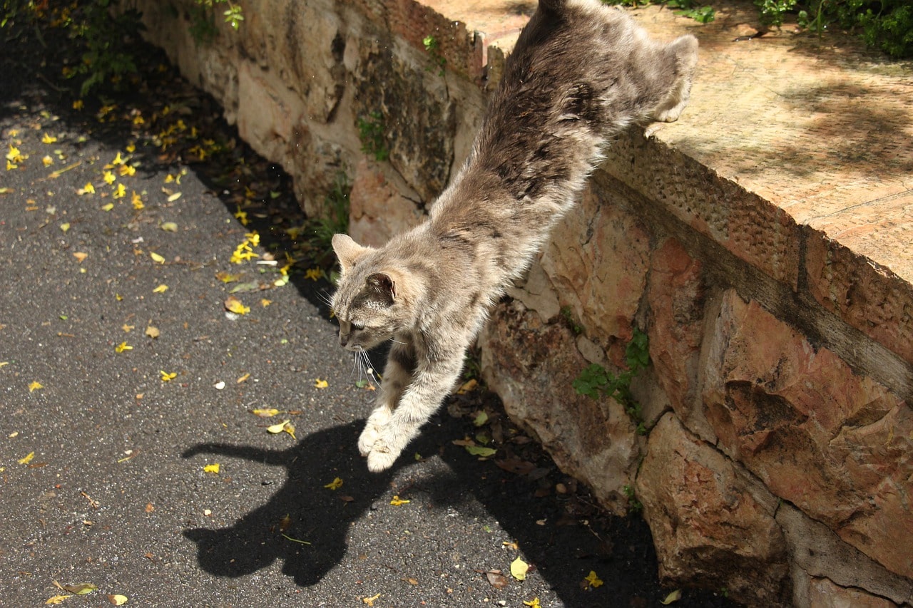 cat leaps