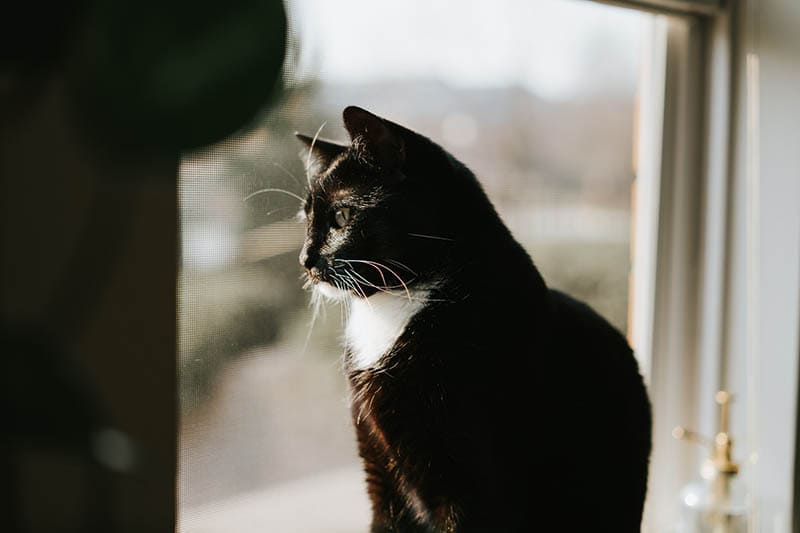 cat looking at the window