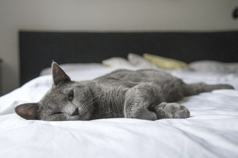 cat lying on bed