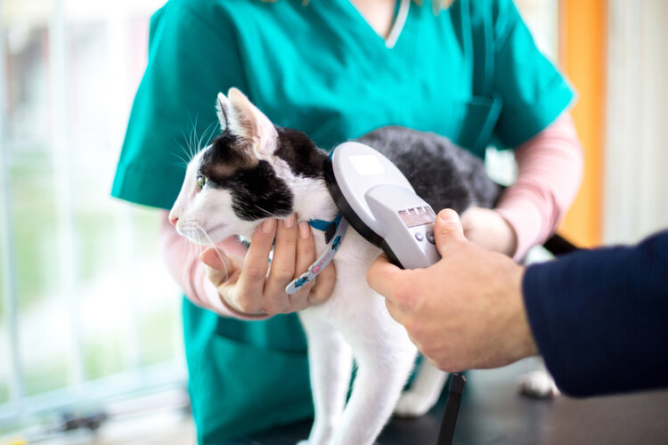 cat microchip getting scanned at vet