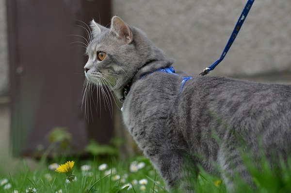 A gray cat on a leash.