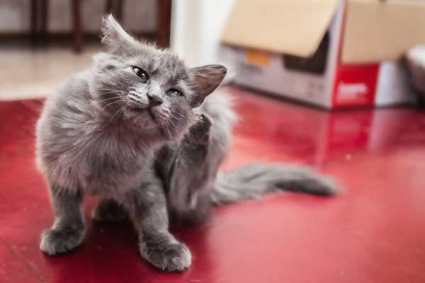 A gray cat scratching.