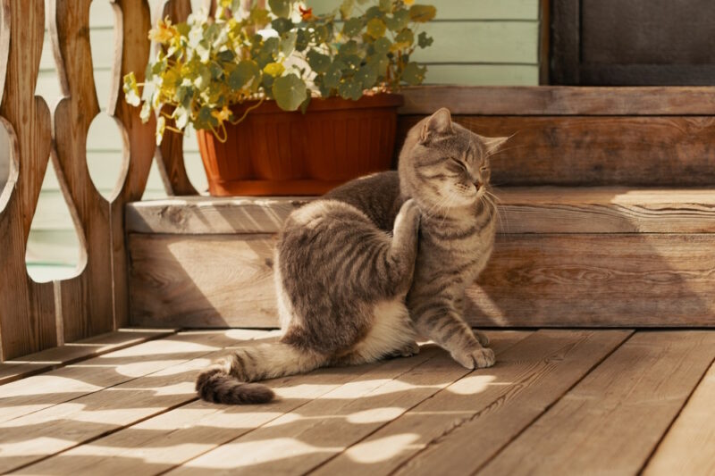 cat scratching its neck