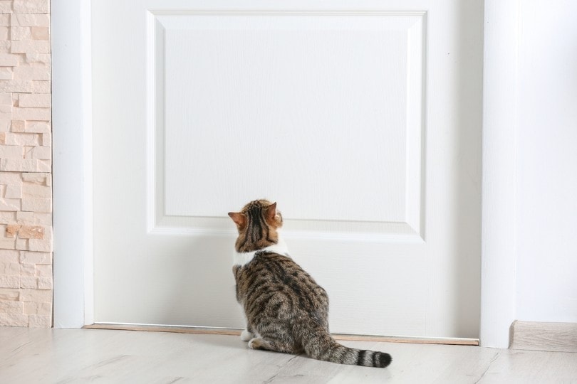 cat sitting near the door at home