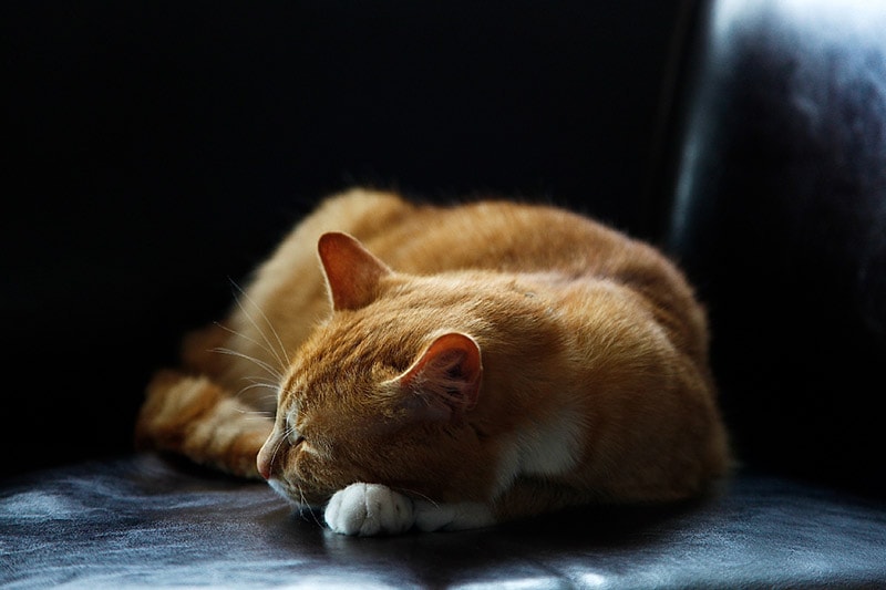 cat sleeping on couch