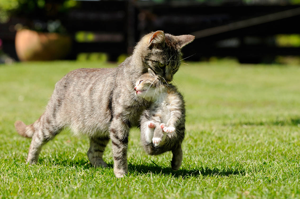 dead kitten_schubbel, Shutterstock