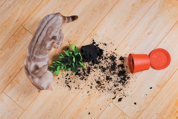 It's common for cats to play with their prey, but considered a weird cat behavior when they 're knocking things to the floor. Photography ©Aleksandr_Kulikov | Getty Images.