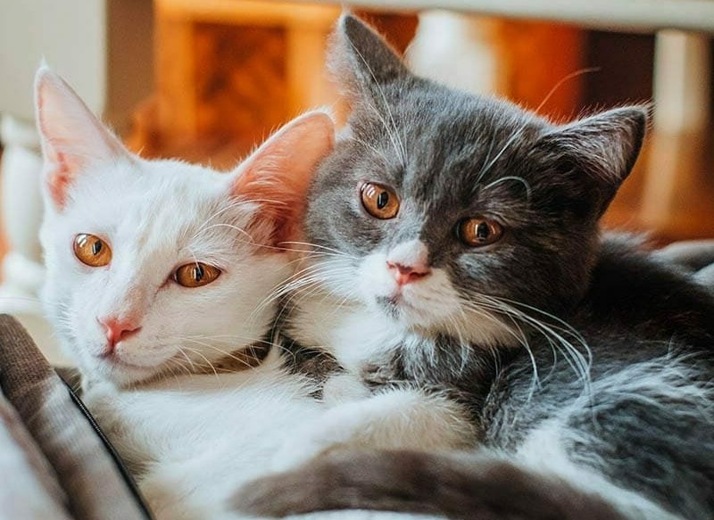 Cats Cudduling in a couch