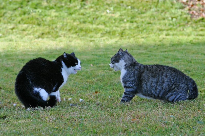 cats in grass