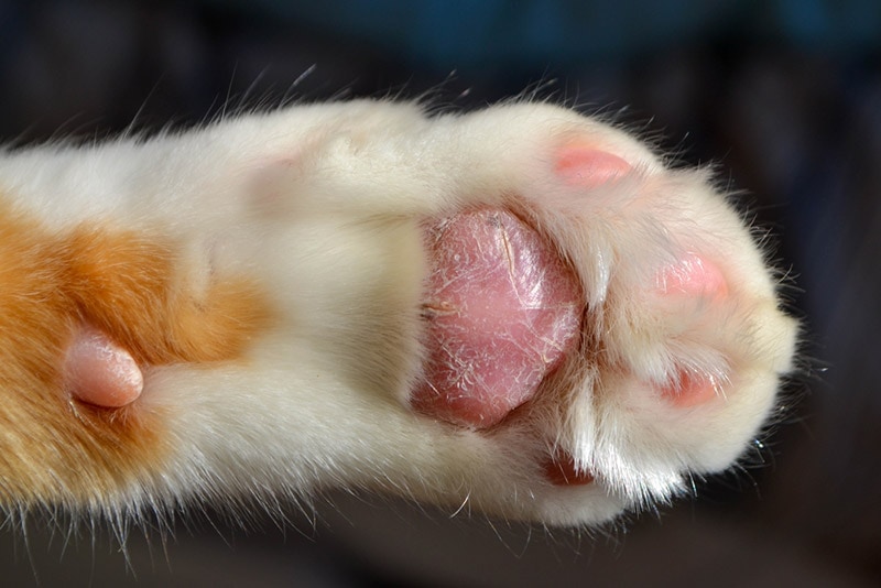 cat paw pads peeling