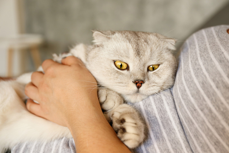 cute scottish Fold breed cat sit in owner