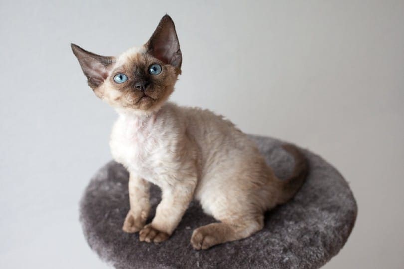 devon rex kitten