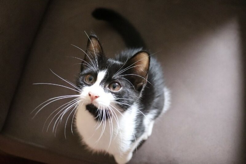 domestic cat looking up