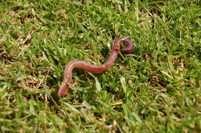 earthworm