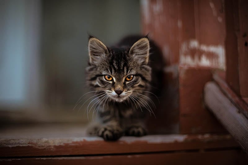 feral cat on the stairs