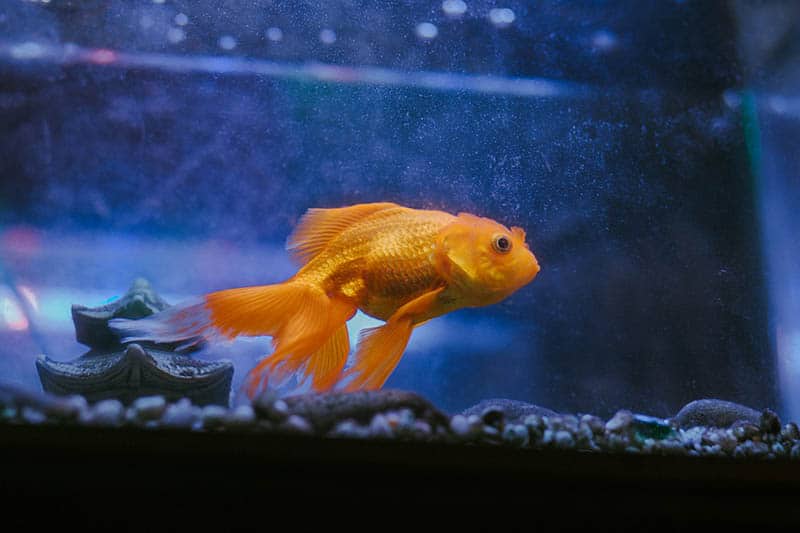 goldfish in the aquarium