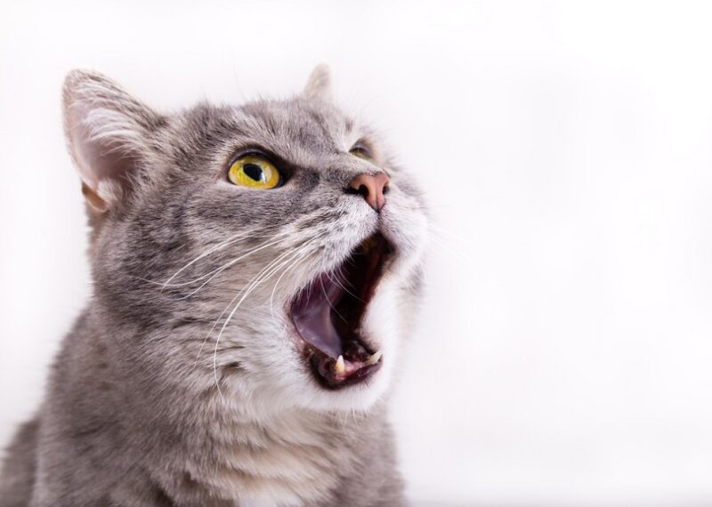 gray-cat-looking-up_Ekaterina-Kolomeets_shutterstock