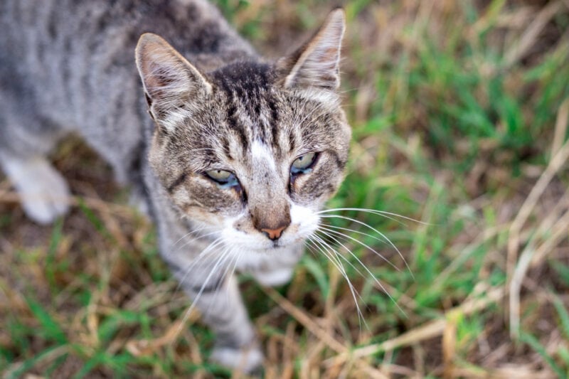 Gray cat with eye infection