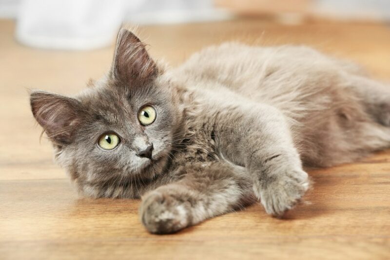 gray kitten plays on floor_Africa Studio_shutterstock