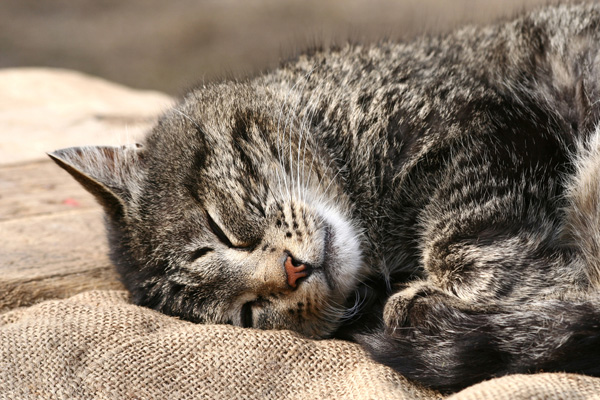 And older gray cat sleeping.