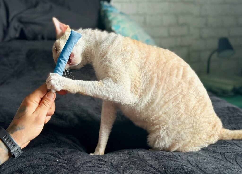 Hepper-Catnip-Stick-Toy-White-Cornish-Rex-on-Bed-1024x735-1