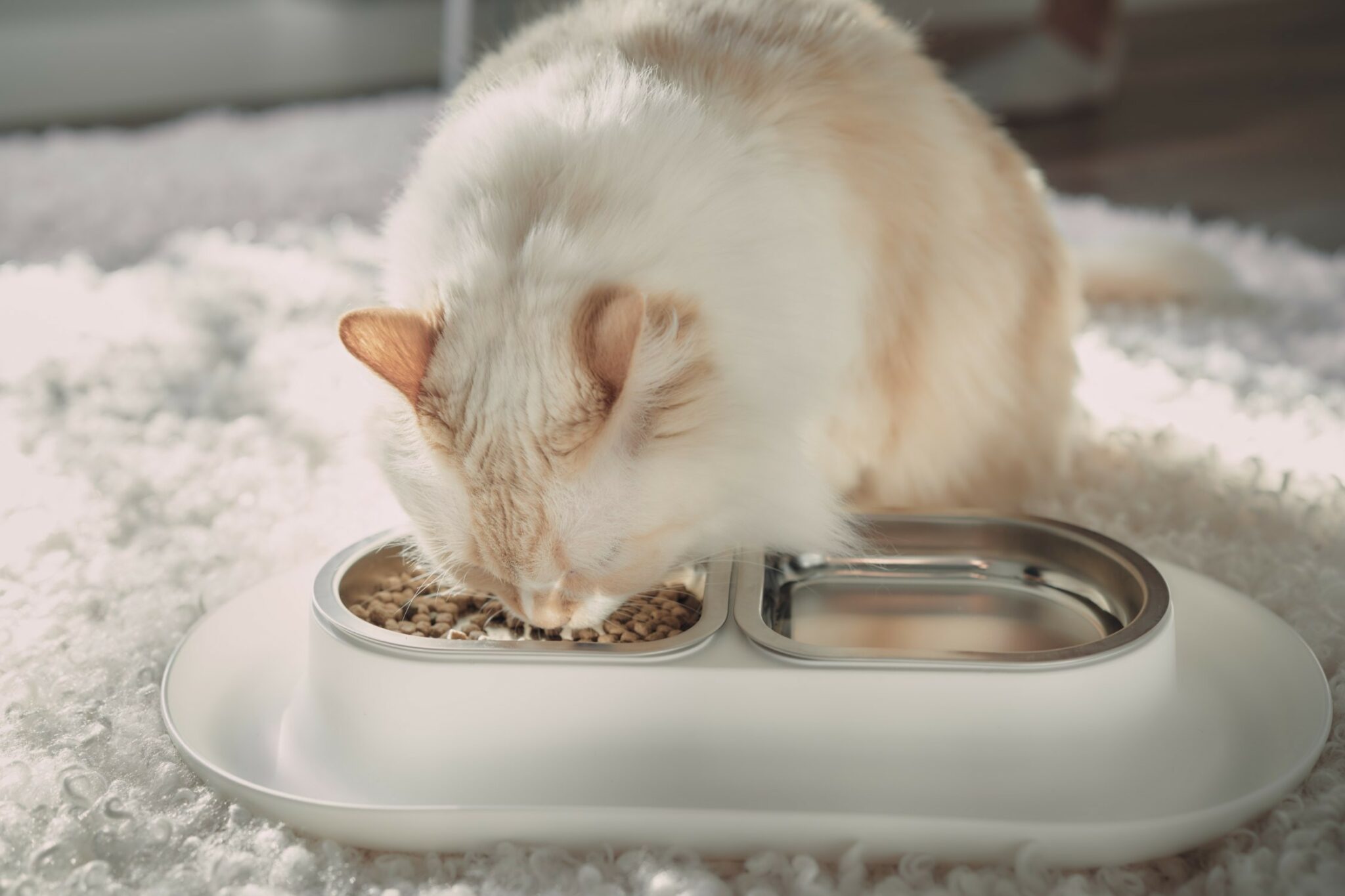 himalayan-persian-cat-eating-hepper-nom-nom-bowl