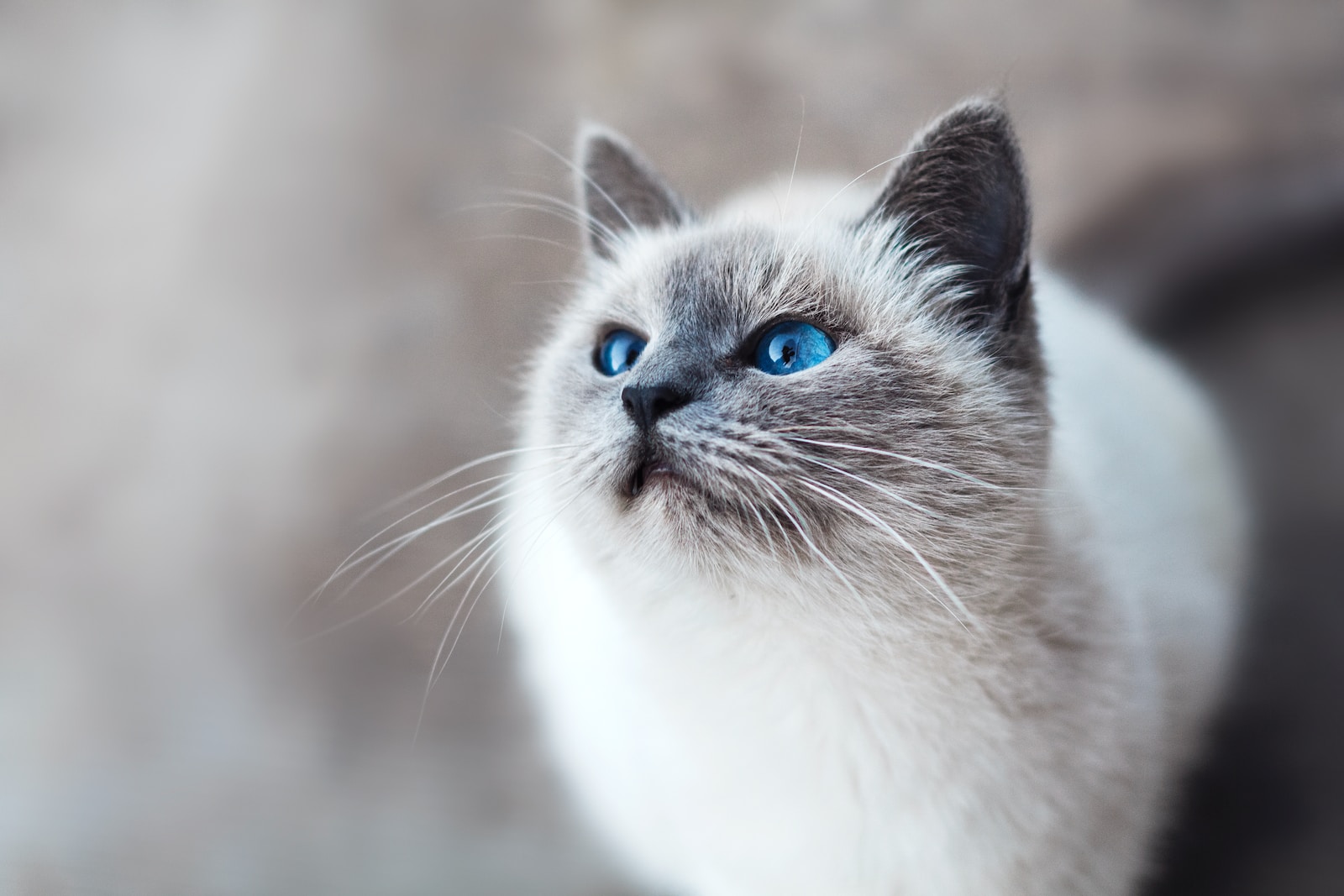 A happy white and gray cat